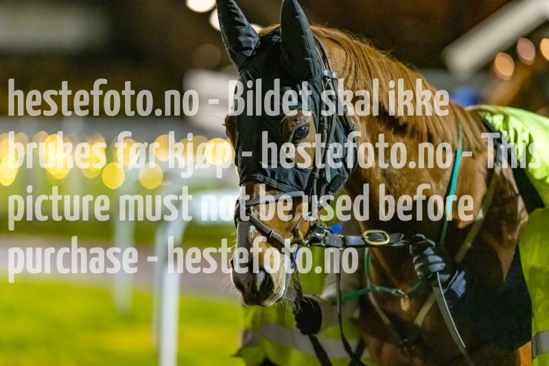20221110-204331-DSC_8455
