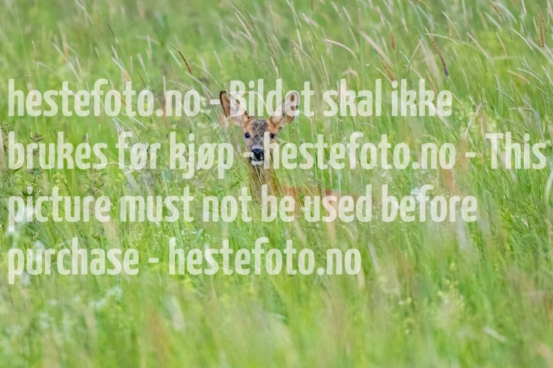 20220625-195512-DSC1550