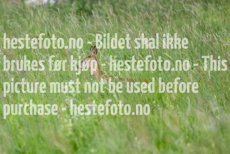 20220625-195455-DSC1544