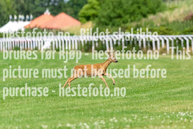 20220727-130713-DSC3351