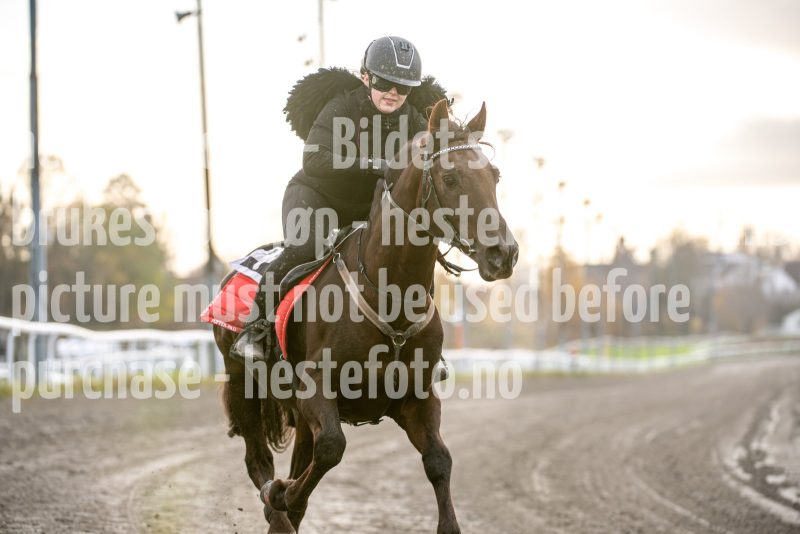 20251102-163125-DSC_3117