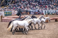 20241019-171117-2024-10-19-17-11-18-86-NIKON-Z-7